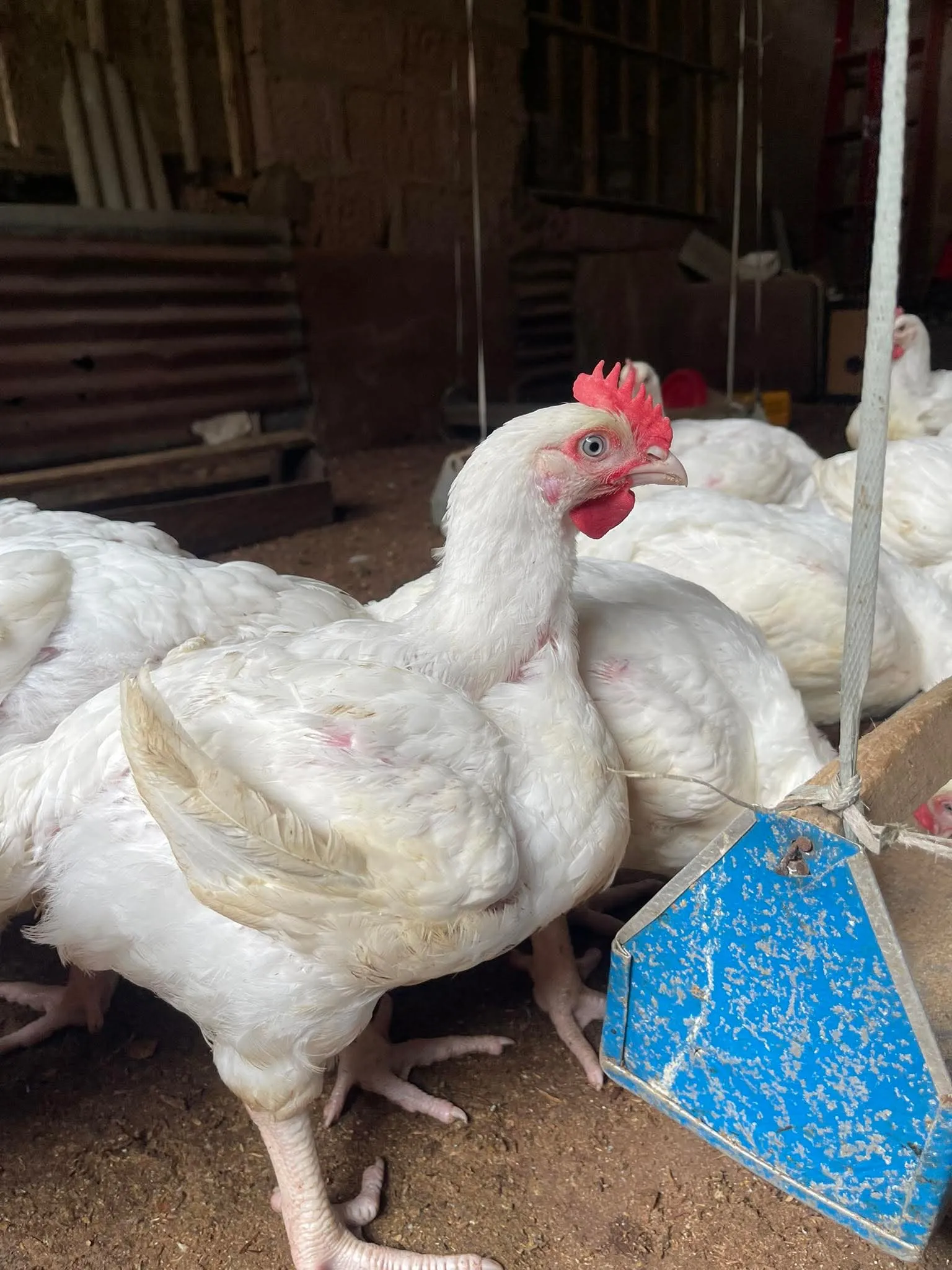 Chicken Available — photo 1 of 3