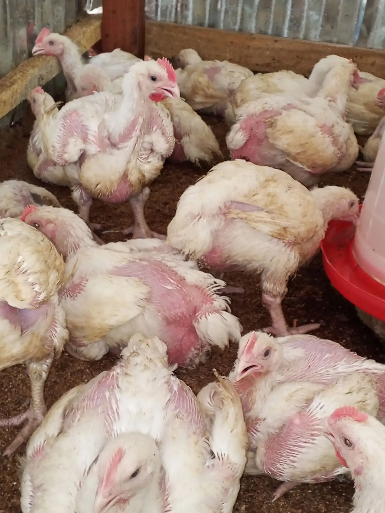 Chicken Available — photo 3 of 3