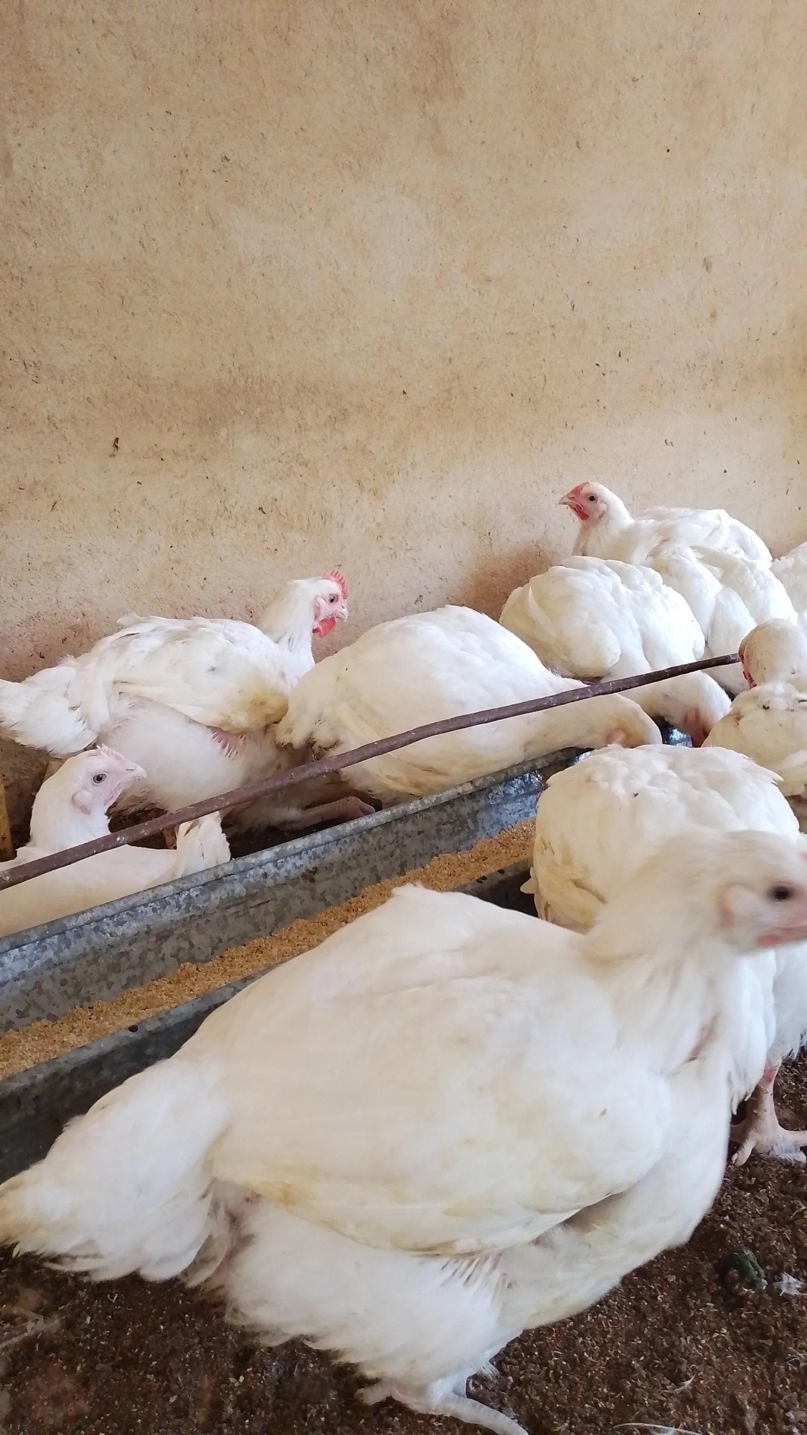 Chicken — photo 3 of 6