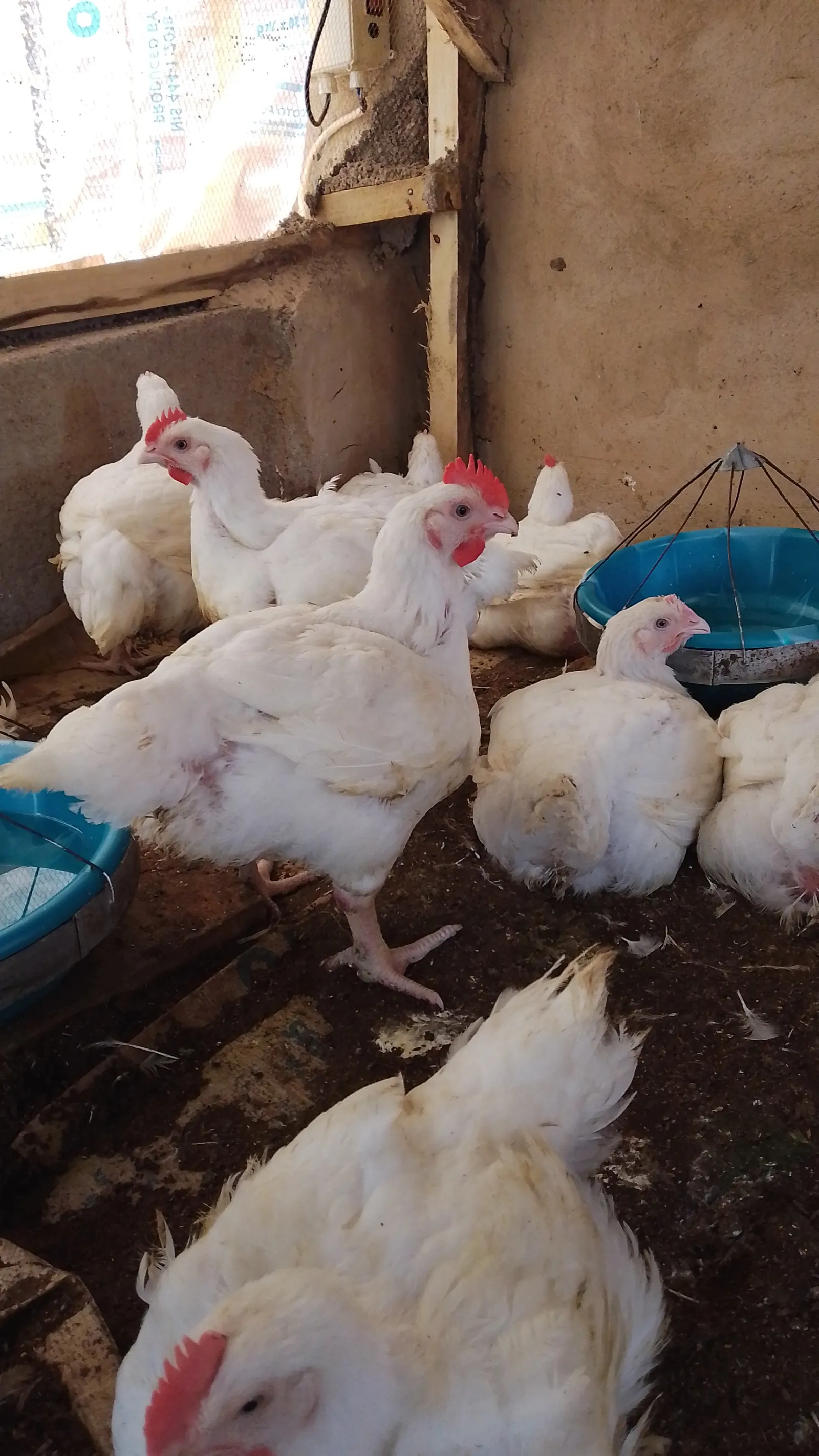 Chicken — photo 4 of 6