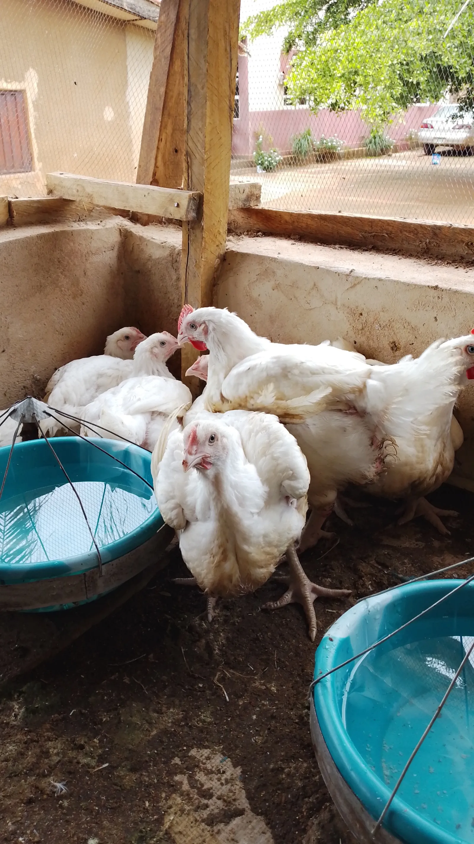 Chicken — photo 5 of 6