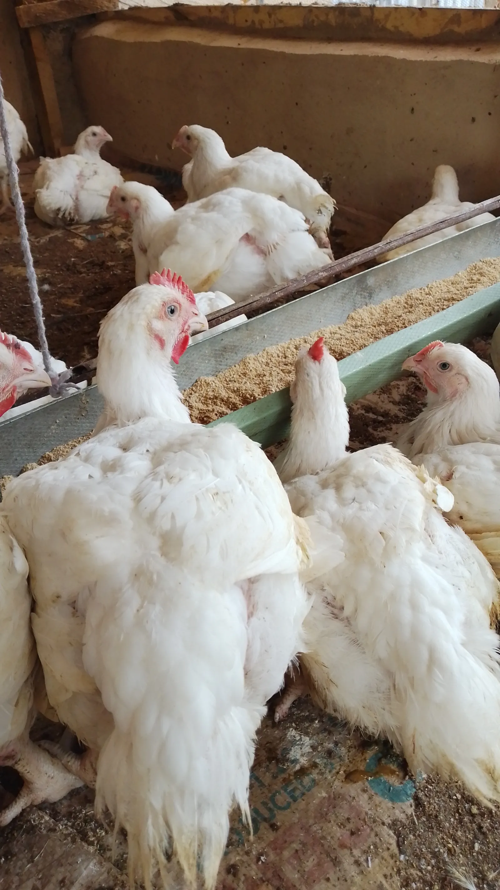 Chicken — photo 6 of 6
