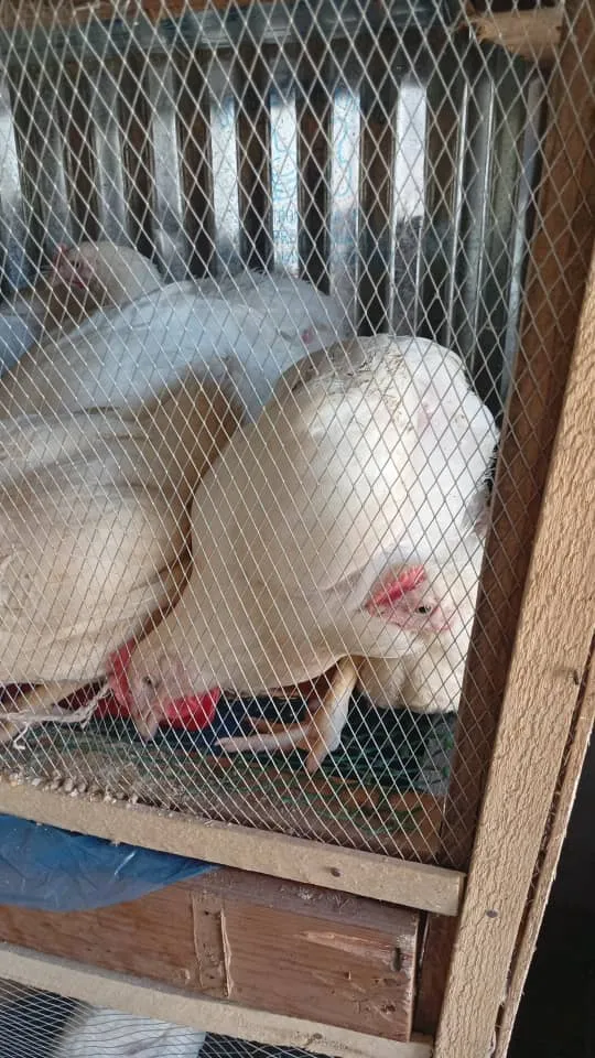 Chicken — photo 1 of 5