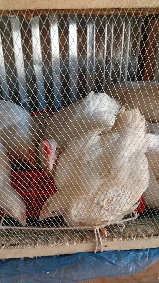 Chicken — photo 2 of 5