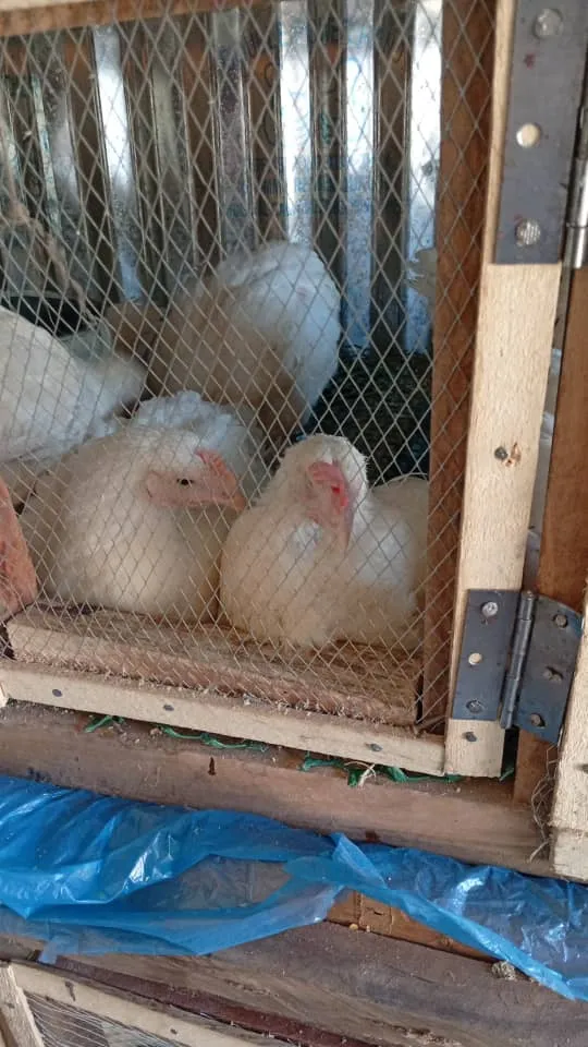 Chicken — photo 3 of 5