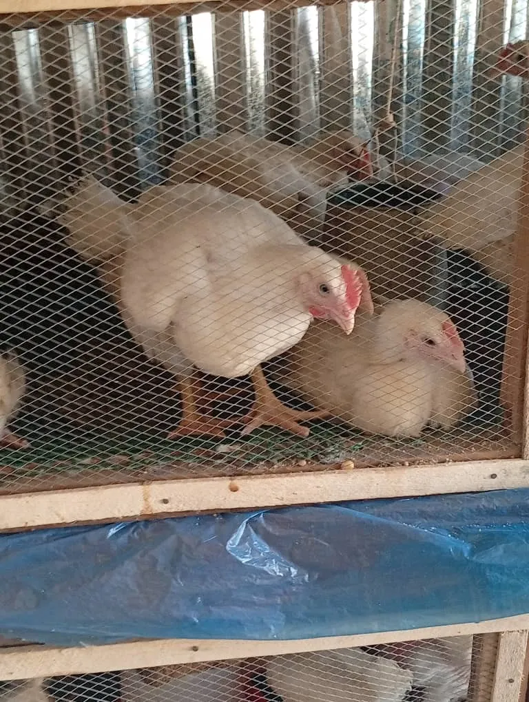 Chicken — photo 4 of 5