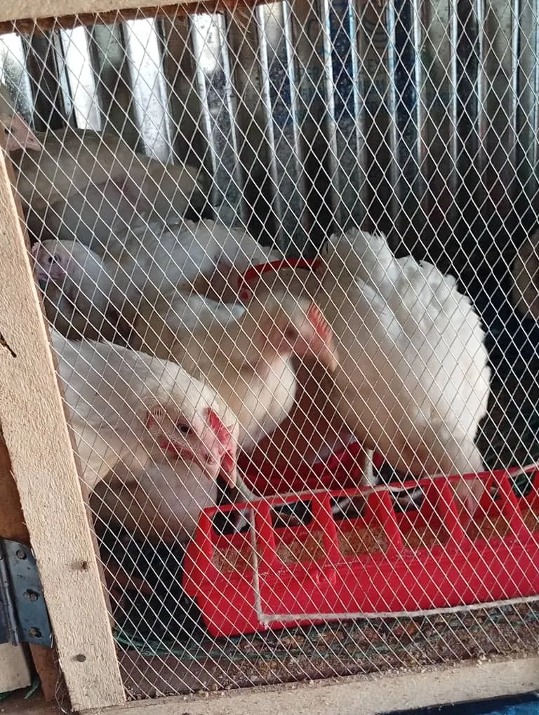 Chicken — photo 5 of 5